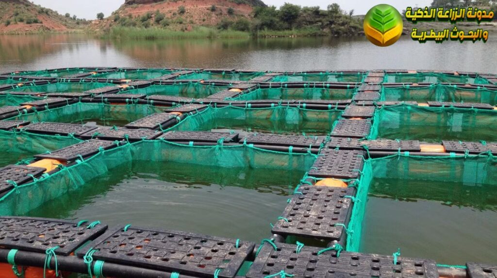 نظام التربية في الأقفاص العائمة (Cage Culture)