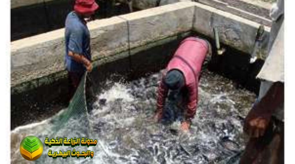 نظام التربية في الأحواض الخرسانية