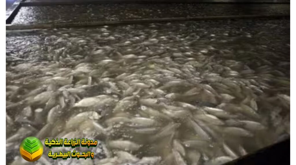 نظام التربية المكثفة (Intensive Aquaculture)