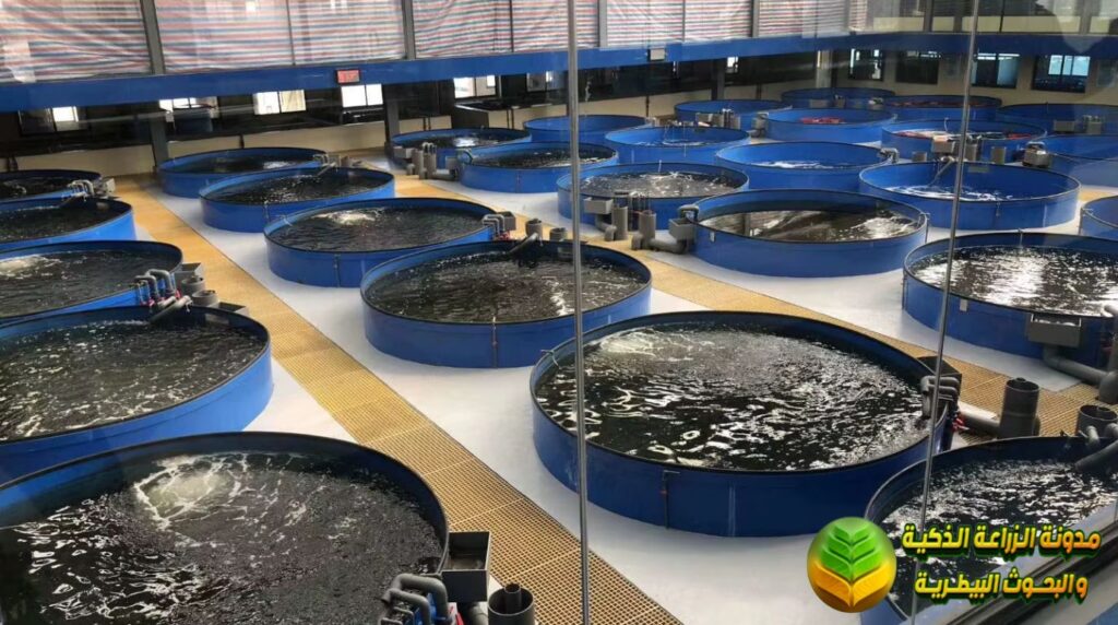 نظام التربية بنظام تدوير المياه (RAS)