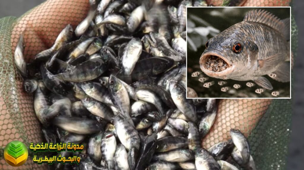 دورة حياة سمك البلطي