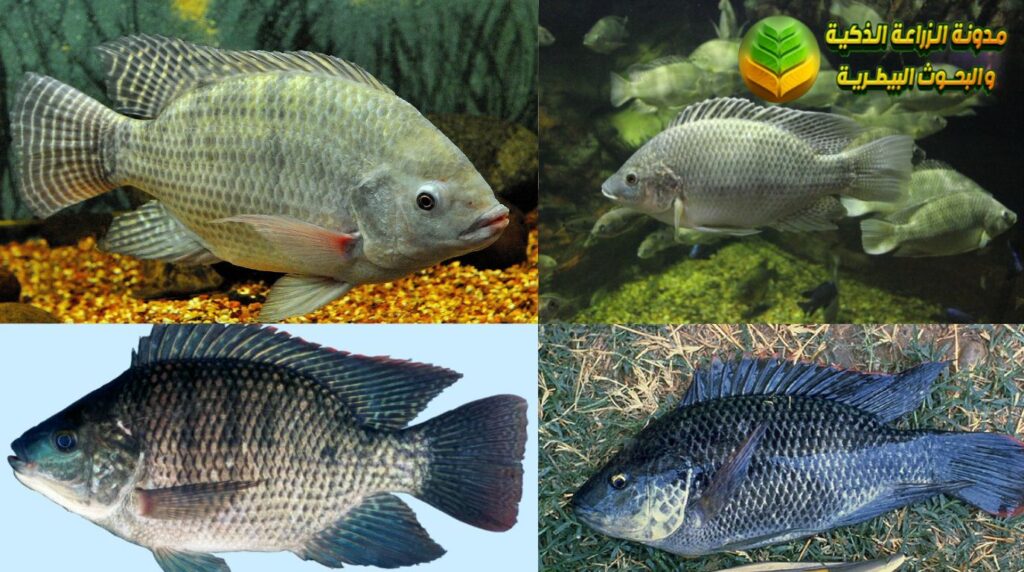 أنواع سمك البلطي