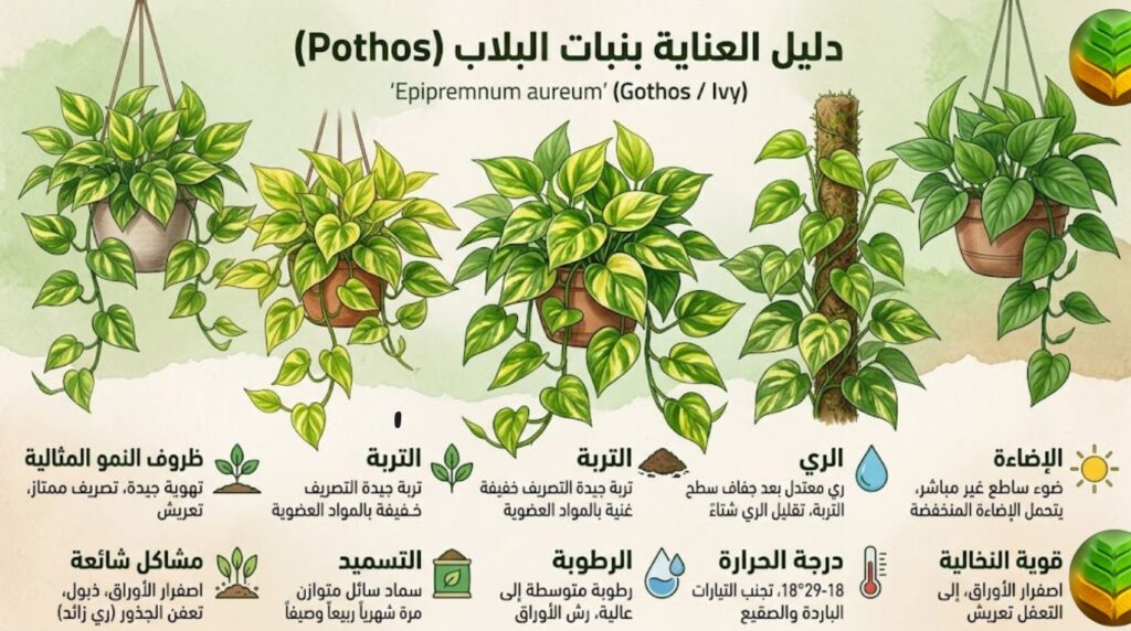 كيفية زراعة نبات اللبلاب