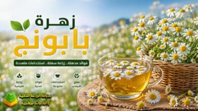 زهرة البابونج: الدليل الشامل لزراعتها وفوائدها الطبية واستخداماتها