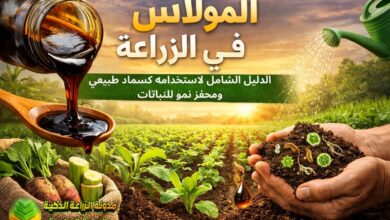 المولاس في الزراعة: الدليل الشامل لاستخدامه كسماد طبيعي ومحفز نمو للنباتات