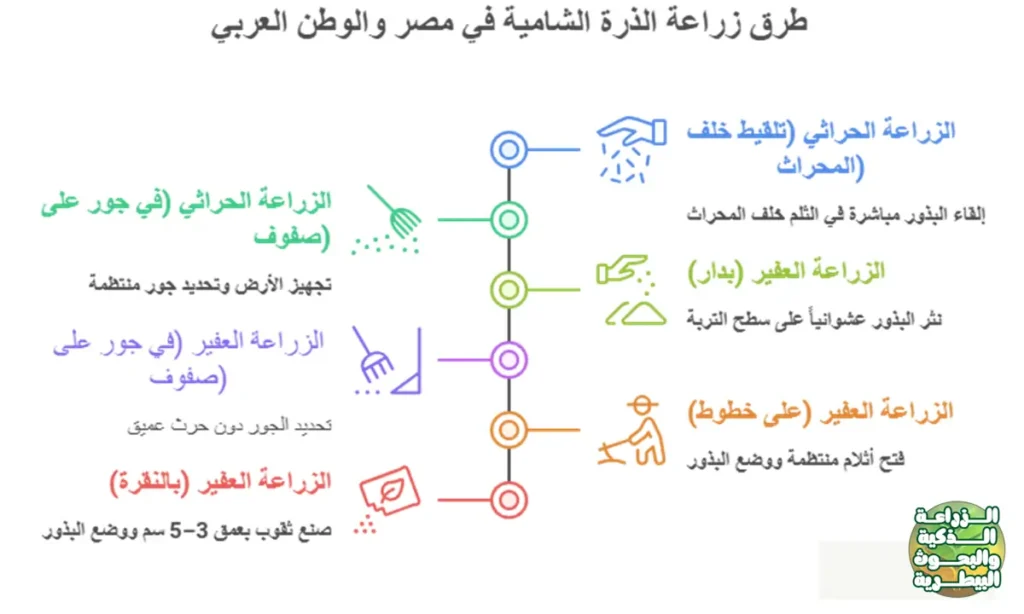 كيفية زراعة الذرة الشامية