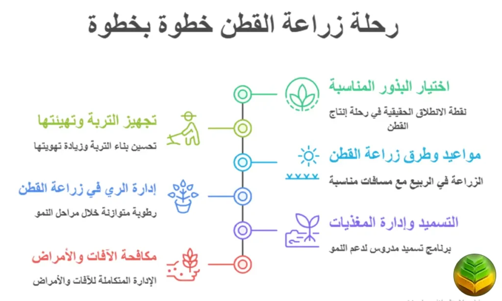 كيفية زراعة القطن خطوة بخطوة