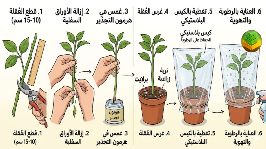 طرق تكاثر شجرة الياسمين