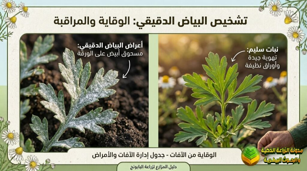 إدارة الآفات والأمراض بابونج