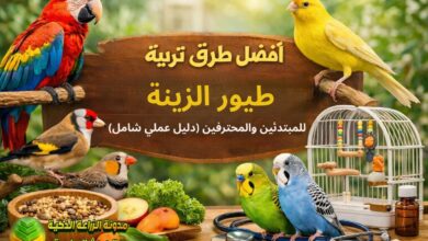 أفضل طرق تربية طيور الزينة للمبتدئين والمحترفين (دليل عملي شامل)