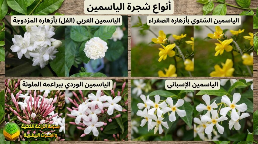 أنواع شجرة الياسمين