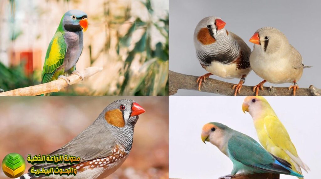 انواع طيور الزينة