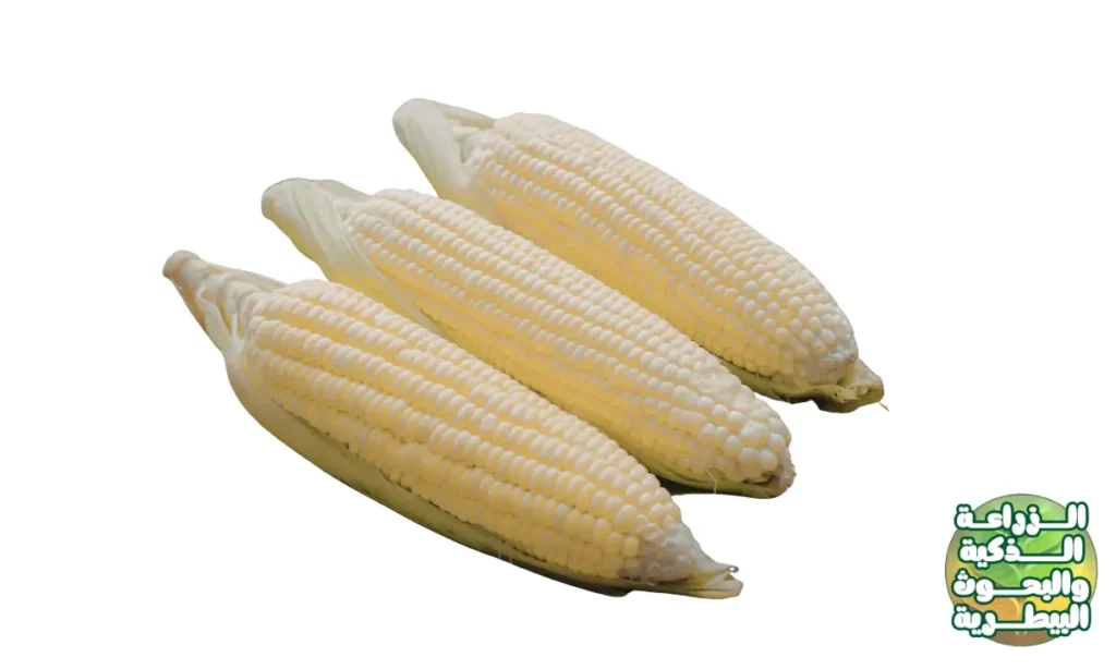 زراعة الذرة البيضاء (White Maize)