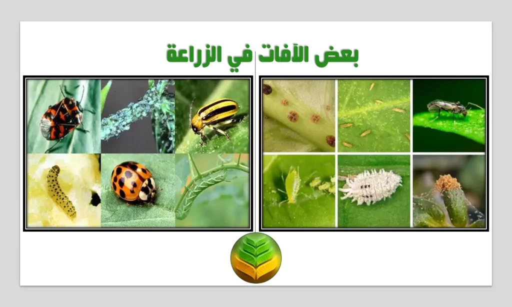 الآفات الزراعية