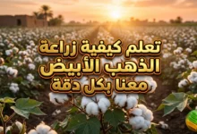 زراعة القطن في الوطن العربي: الدليل الشامل من البذرة إلى الحصاد