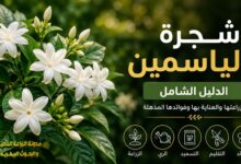 شجرة الياسمين: الدليل الشامل لزراعتها والعناية بها وفوائدها المذهلة