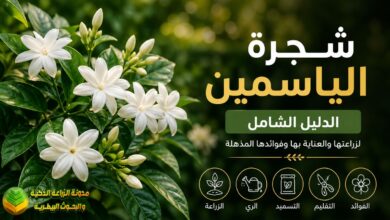 شجرة الياسمين: الدليل الشامل لزراعتها والعناية بها وفوائدها المذهلة