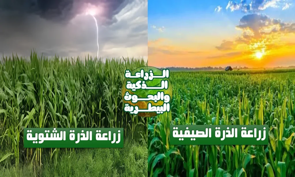 الفرق بين زراعة الذرة الصيفية والشتوية: توضيح سريع وجدول دقيق