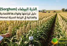 الذرة البيضاء (Sorghum): دليل لزراعتها وفوائدها الاقتصادية والغذائية في الزراعة الحديثة