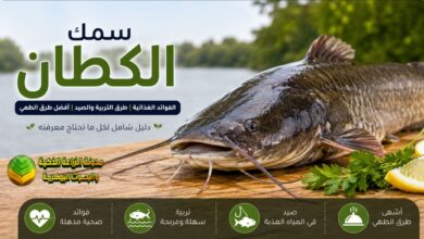 سمك الكطان: الفوائد الغذائية وطرق التربية والصيد وأهم المعلومات الشاملة