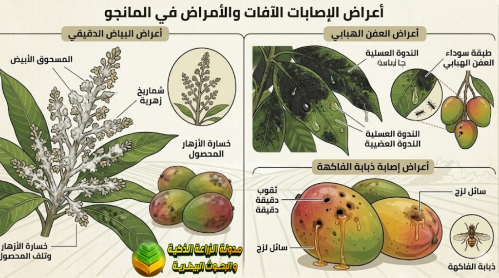 أهم الآفات والأمراض التي تصيب شجرة المانجو