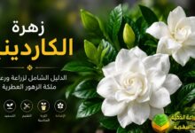 زهرة الكاردينيا: الدليل الشامل لزراعة ورعاية ملكة الزهور العطرية في المنزل