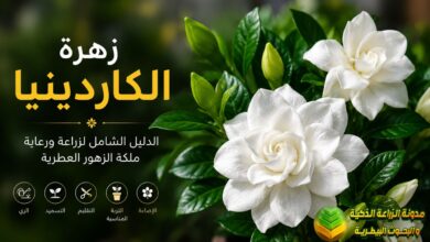 زهرة الكاردينيا: الدليل الشامل لزراعة ورعاية ملكة الزهور العطرية في المنزل