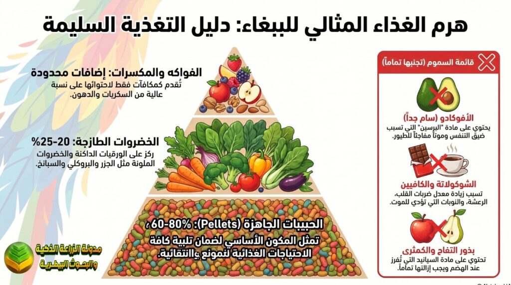 غذاء الببغاء الصحي