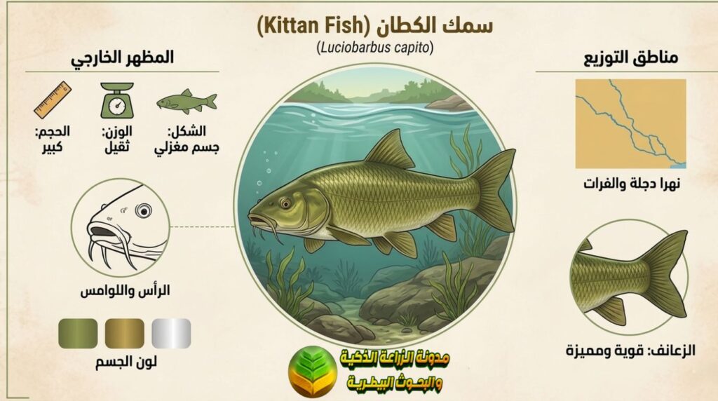الخصائص الشكلية لسمك الكطان