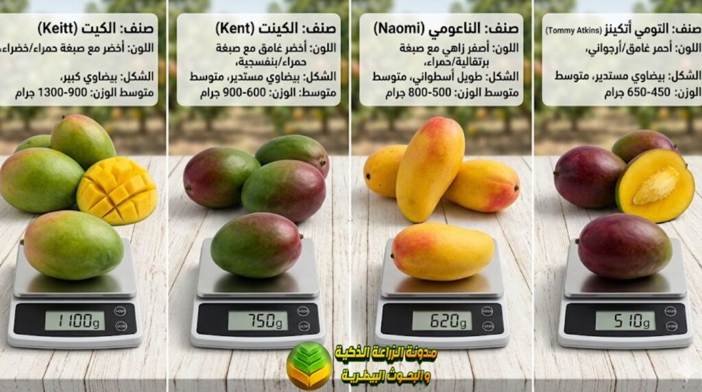 أصناف المانجو الحديثة