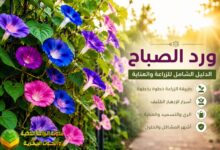 ورد الصباح (Morning Glory): طريقة الزراعة والعناية والتكاثر وأجمل الأنواع بالصور