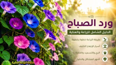 ورد الصباح (Morning Glory): طريقة الزراعة والعناية والتكاثر وأجمل الأنواع بالصور