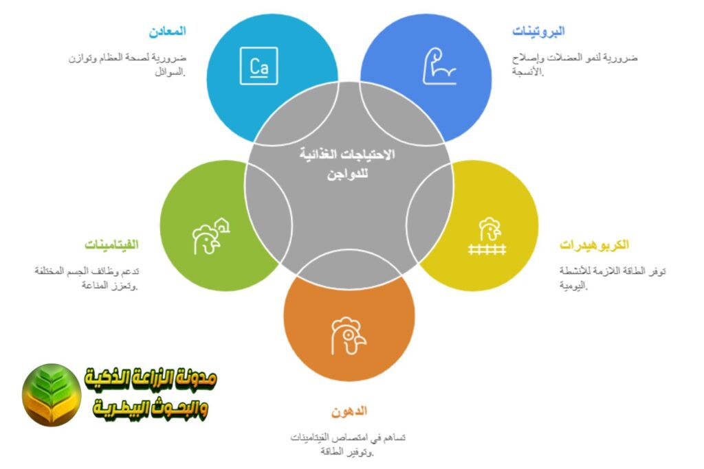 الاحتياجات الغذائية الأساسية لتغذية الدواجن
