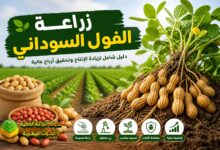 زراعة الفول السوداني خطوة بخطوة: دليل شامل لزيادة الإنتاج وتحقيق أرباح عالية