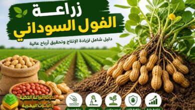 زراعة الفول السوداني خطوة بخطوة: دليل شامل لزيادة الإنتاج وتحقيق أرباح عالية