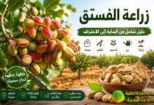 زراعة الفستق الحلبي: دليل شامل لنجاح إنتاج الفستق من الزراعة حتى الحصاد