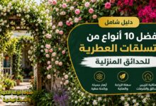 تعرف على أفضل 10 أنواع من المتسلقات العطرية للحدائق المنزلية