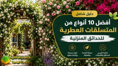 تعرف على أفضل 10 أنواع من المتسلقات العطرية للحدائق المنزلية