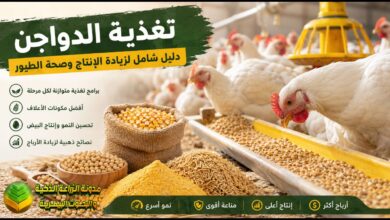تغذية الدواجن خطوة بخطوة: الأعلاف والعناصر الغذائية الأساسية