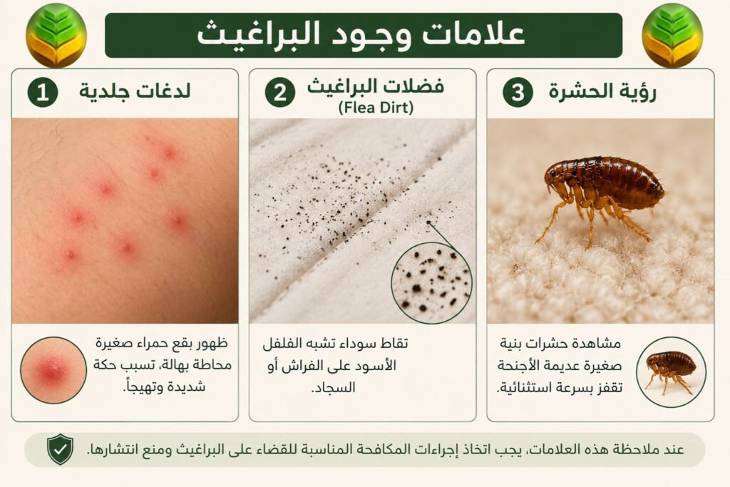 علامات وجود البراغيث