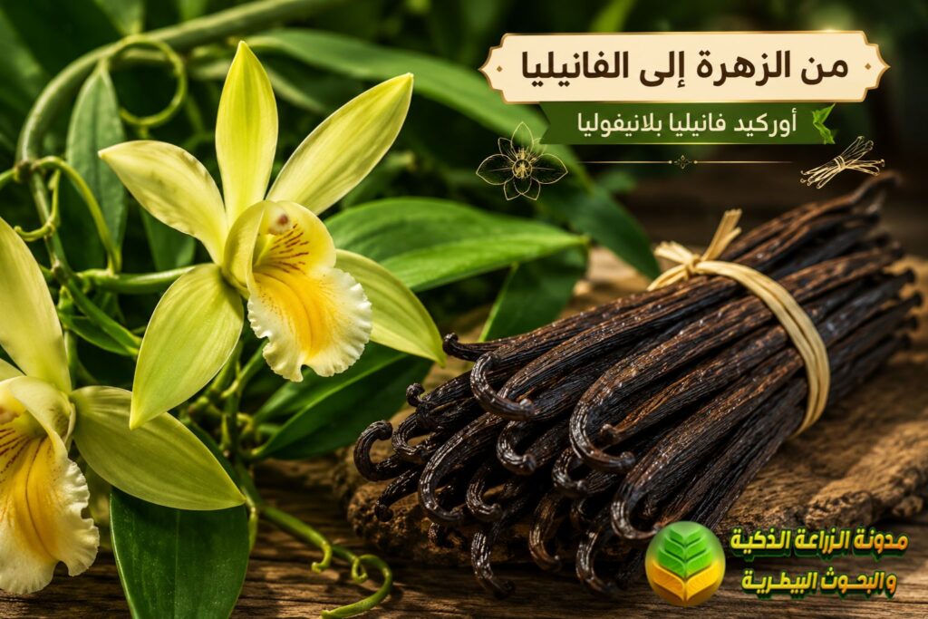 أوركيد فانيليا بلانيفوليا