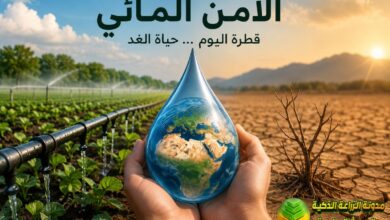 الأمن المائي: التحديات والحلول المستدامة لضمان مستقبل الزراعة والغذاء