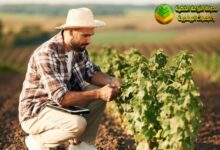 مكافحة الآفات الزراعية: أحدث الطرق المتكاملة لحماية المحاصيل وزيادة الإنتاج