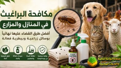مكافحة البراغيث في المنازل والمزارع: أفضل طرق القضاء عليها بوسائل زراعية وبيطرية فعالة