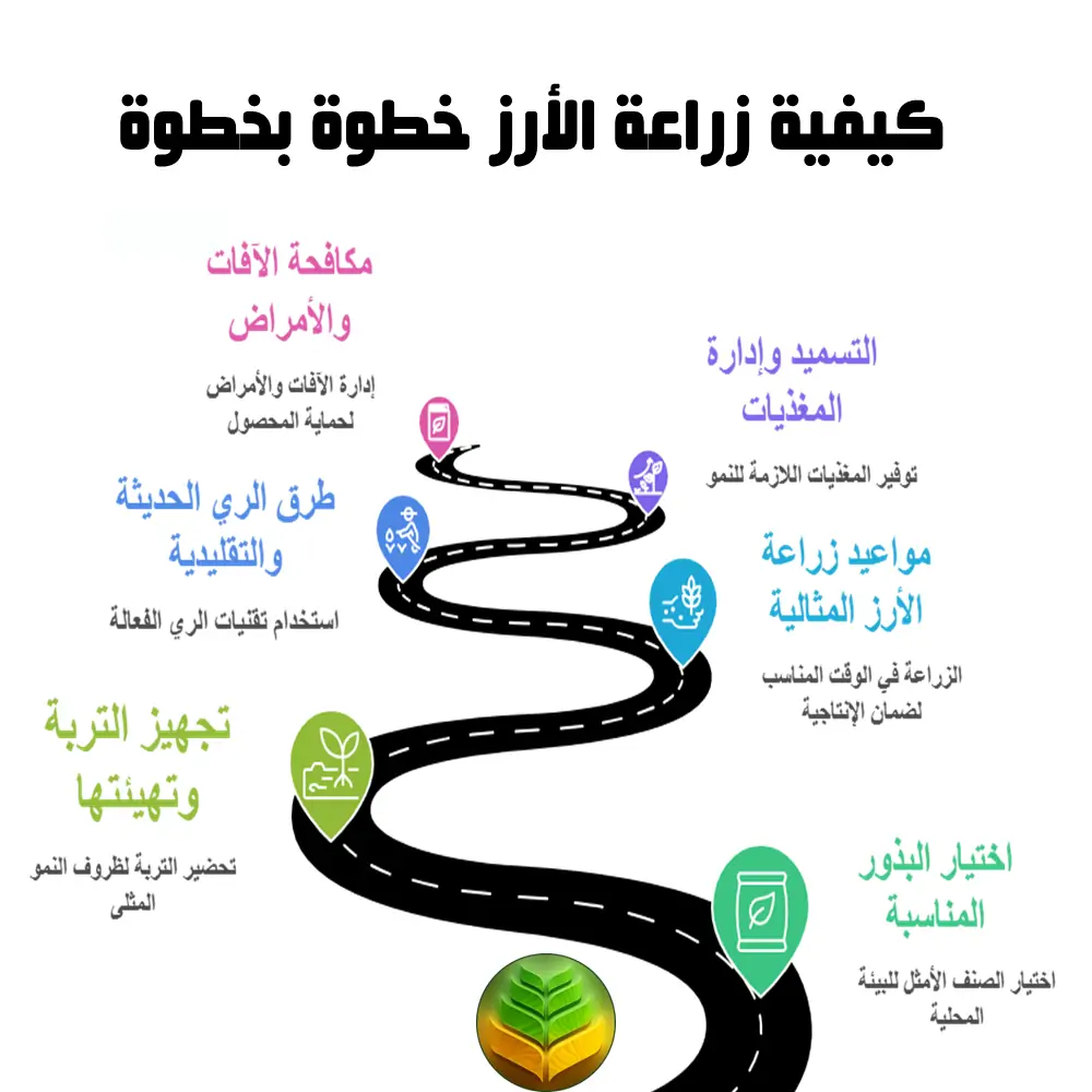 كيفية زراعة الأرز خطوة بخطوة