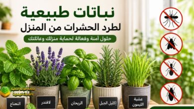 نباتات طبيعية لطرد الحشرات: أفضل 15 نبات عطري لحماية منزلك بطرق آمنة وفعالة