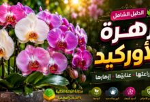 زهرة الأوركيد: الدليل الشامل لزراعة الأوركيد والعناية بها وأنواعها وأسرار إزهارها