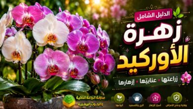 زهرة الأوركيد: الدليل الشامل لزراعة الأوركيد والعناية بها وأنواعها وأسرار إزهارها