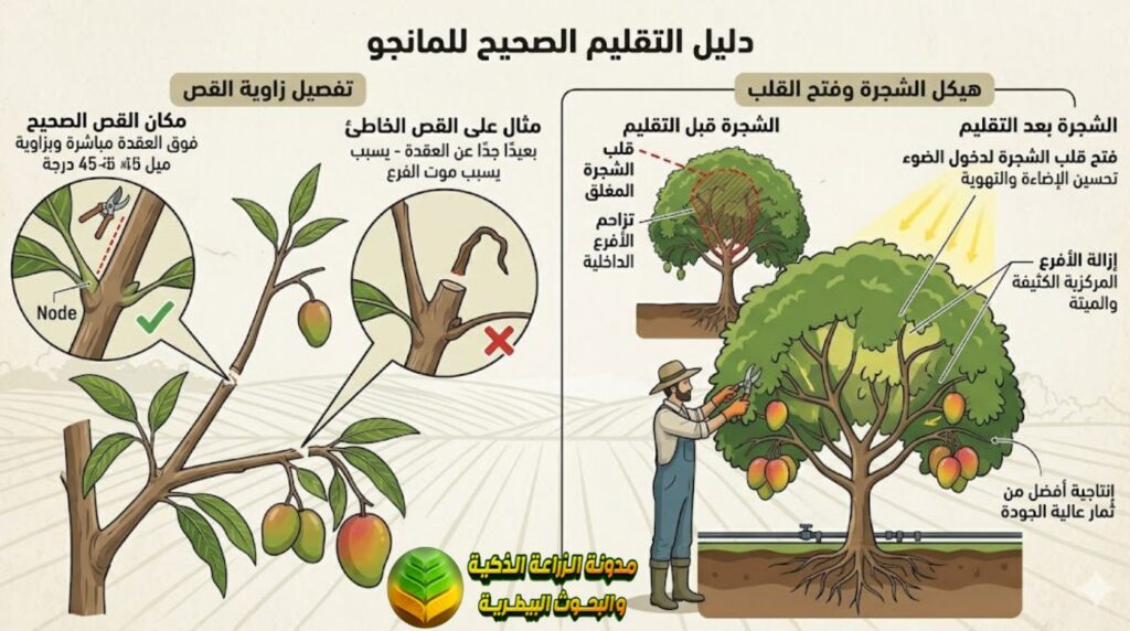 تقليم أشجار المانجو