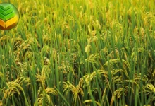 تعرف على زراعة الأرز Rice Cultivation في الوطن العربي مع التعرف على 6 أنواع